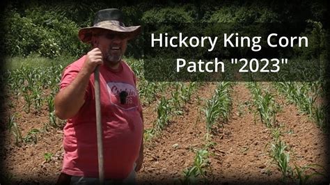 Hickory King Corn Walking Through The Hickory King Corn Field A