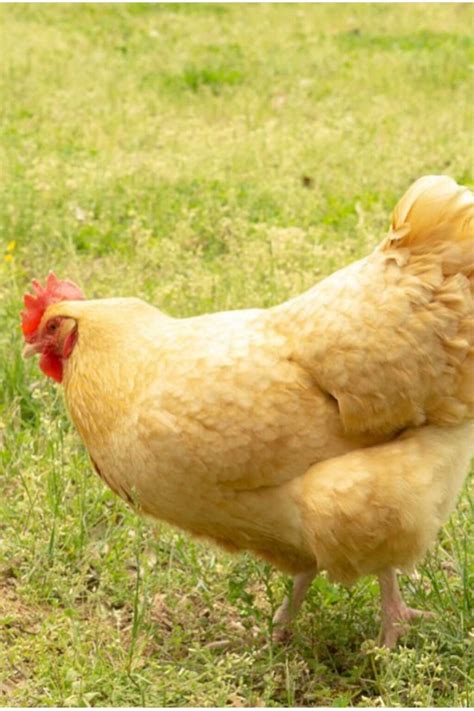 10 Gorgeous Heritage Chicken Breeds: Eggs and Aesthetics