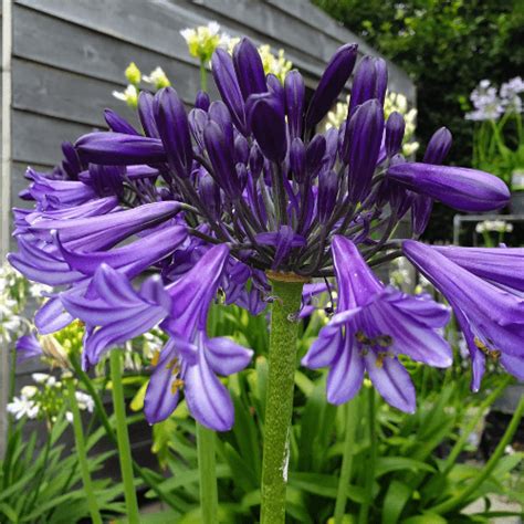 Agapanthe Black Pantha Agapanthus Black Pantha