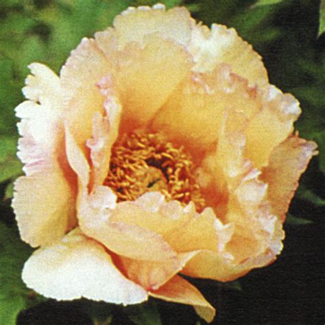 2002 32224 American Peony Society