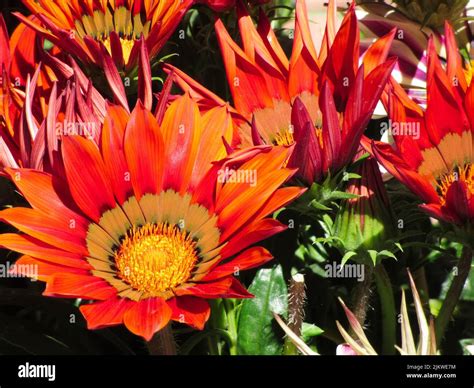 Orange Gazania Flowers Genus Asteraceae Stock Photo Alamy