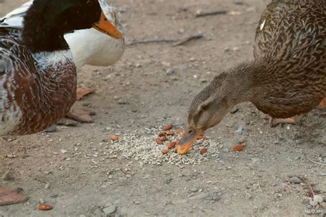 So Can Ducks Eat Sunflower Seeds • New Life On A Homestead