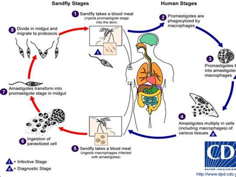 Protozoa As Parasites Of Human Being презентация онлайн