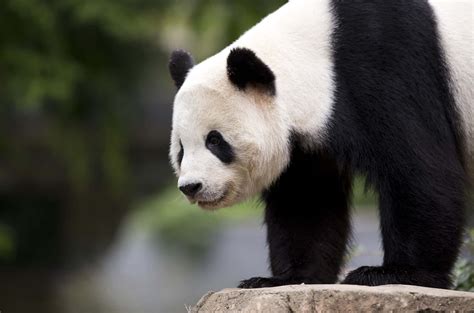 Download Giant Panda On Top Of Rock Wallpaper | Wallpapers.com