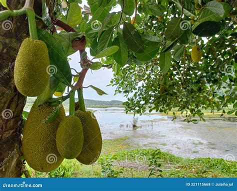 Jackfruit Scientific Name Artocarpus Heterophyllus Jackfruit Hanging