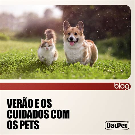 Verão e os cuidados os pets DalPet Ração para Cães e Gatos