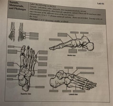 Solved Lab 01 Tarsals Metatarsals And Phalanges Label The Chegg