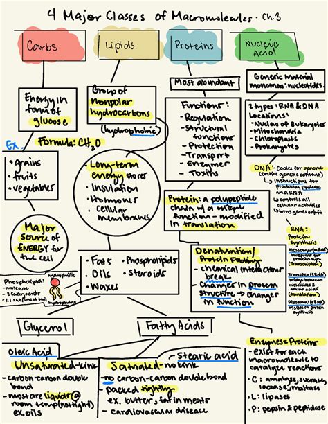 BIOL 102 Exam 1 Study Guide 4 Major Classes Of Macromolecules Ch