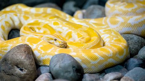 Giant Burmese Pythons Attack