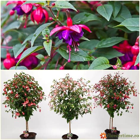7 Flori De Balcon Care Iubesc Soarele