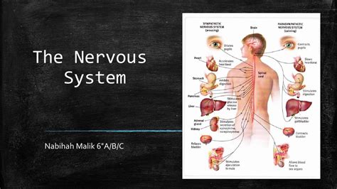 03 Nervous System 6th Grade Science By Yolanda Issuu