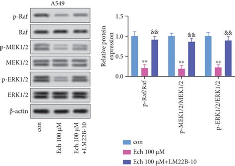 Ech Restrained The Malignant Phenotypes Of Nsclc Cells By Inhibiting