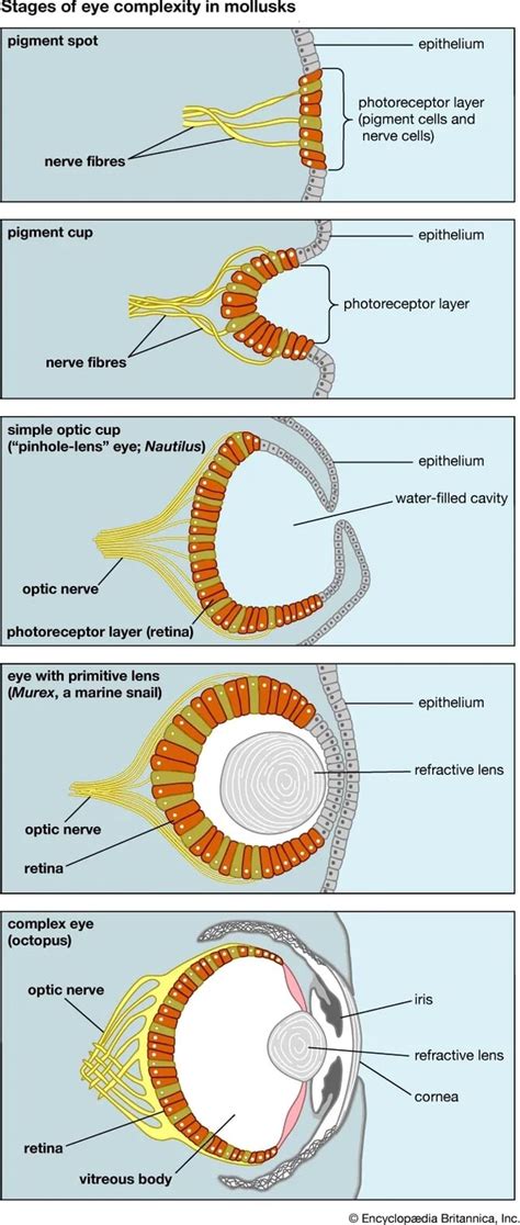 Stages Of Eye Complexity In Mollusks Pigment Spot Epithelium