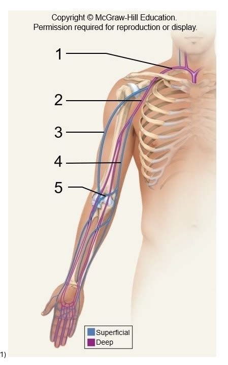 Upper Limb Vein Label Diagram Quizlet