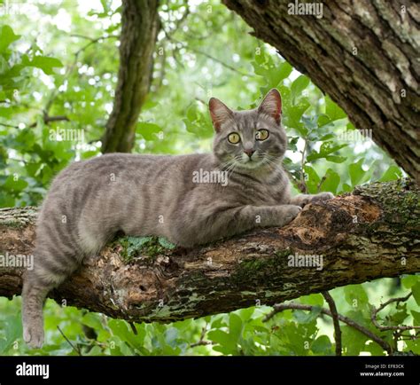 Spotted blue tabby cat on tree branch Stock Photo - Alamy