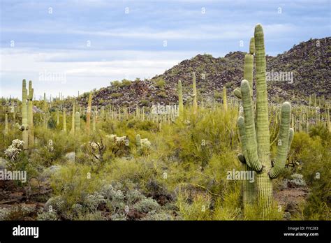 Organ Pipe Cactus National Monument Stock Photo Alamy