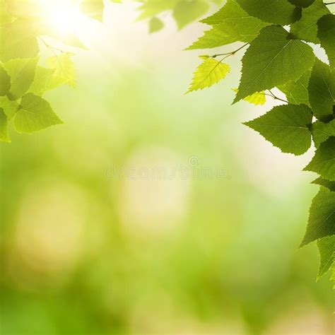 Fondos Ambientales Para Diapositivas