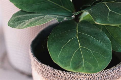 Ficus Lyrata Garden And Plant Care