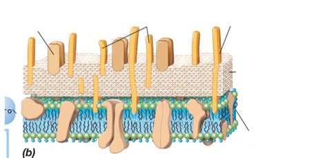 Microbiology - Gram Positive Cell Wall Diagram | Quizlet