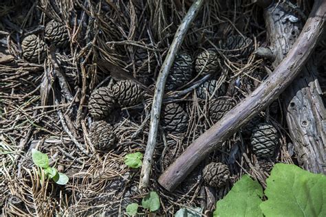 Walking Arizona Giant Sequoia Cones