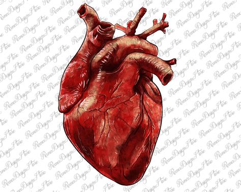 Anatomical Heart Png Sublimation Design Hand Drawn Anatomical Etsy