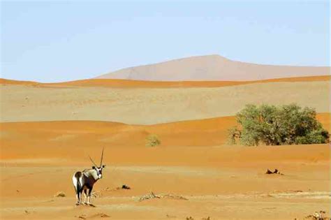 Meilleur Moment Pour Visiter La Namibie Quand Partir Conseils Pour Un