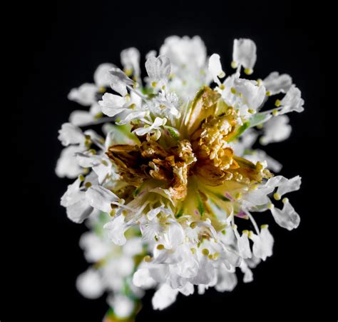 Free Images Branch Blossom White Petal Bloom Pollen Produce