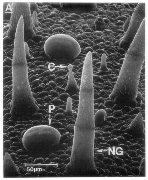 Figure From Isolation Of Secretory Cells From Plant Glandular