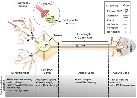 Gene Regulation Neuronal Development At Derek Cooley Blog