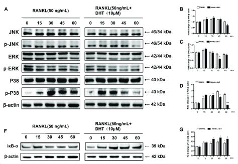 Dht Inhibits Rankl Induced Erk Activation And P Phosphorylation A