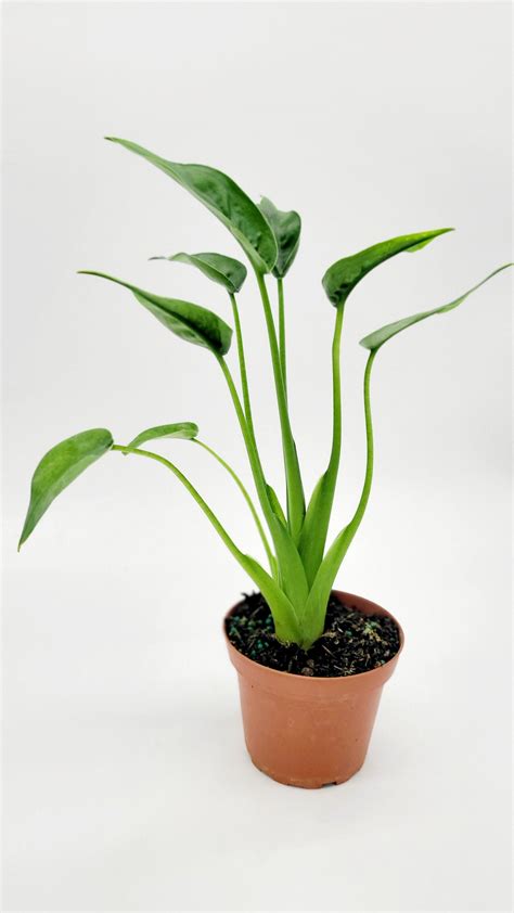 Tiny Dancer Plant in 4 Inch Pot Alocasia Rare Houseplant Small Plants for Shelf Live Indoor ...