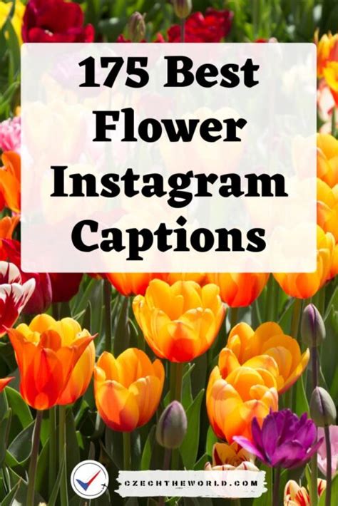 Best Instagram Captions For Flower Photos You Can Use