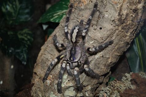 Poecilotheria Regalis Luza 66 Flickr