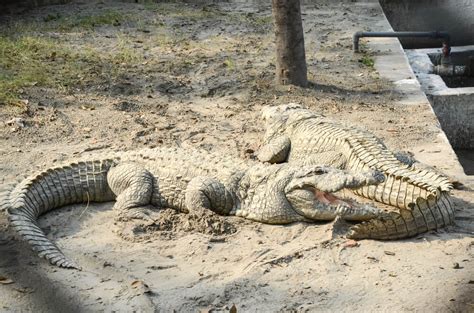 Lahore Zoo A Must Visit Place In Lahore Pakistan