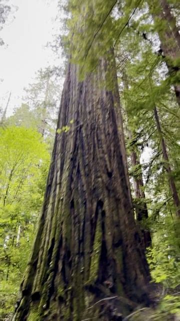 Redwood Tree, Redwood Forest, Trees. Free Stock Video - Pixabay