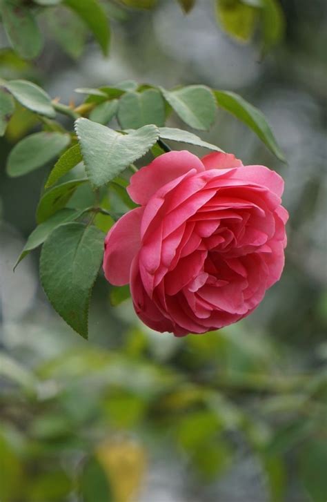 Compliments Kindness And Comfort Sent You A Pin Beautiful Rose