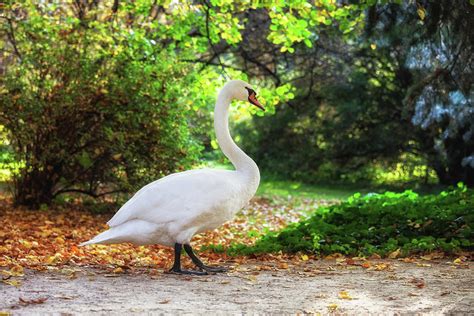 Swan Walking in a Park Photograph by Artur Bogacki - Fine Art America