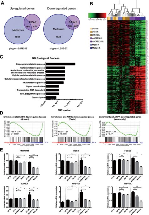 Genome Wide Expression Profiling Reveals The Transcriptional Impact Of