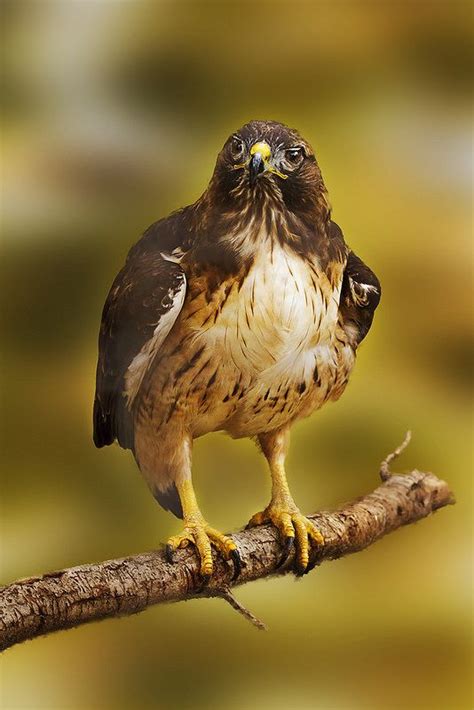 Hawk Animals Wildlife Photography Beautiful Birds