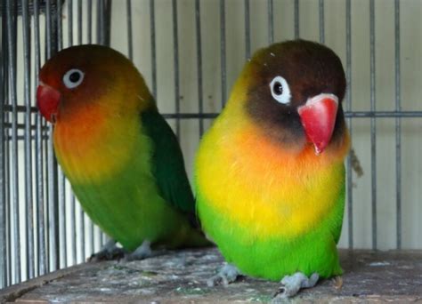 Lovebird Pastel Olive Ilmu