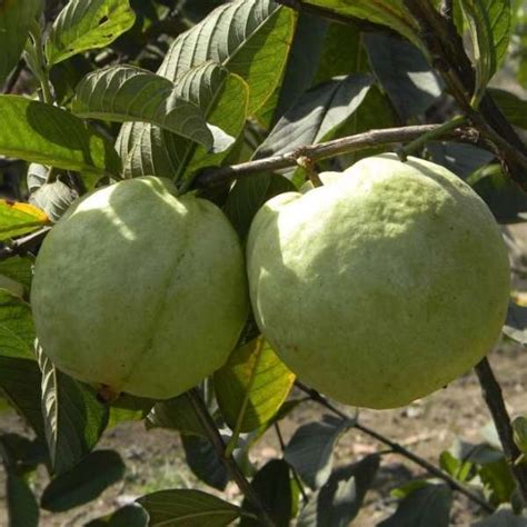 Pyanabi Vnr Guava Fruit Plant Pyanabi