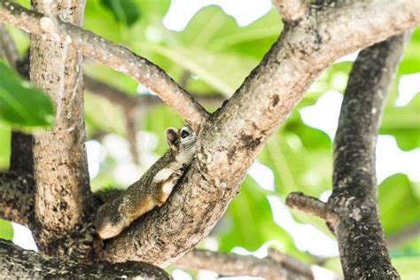 Squirrel Camouflage with the Tree Stock Image - Image of asia, fleet ...