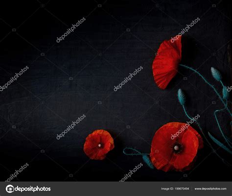 Черные маки (Большая коллекция фото) - treepics.ru
