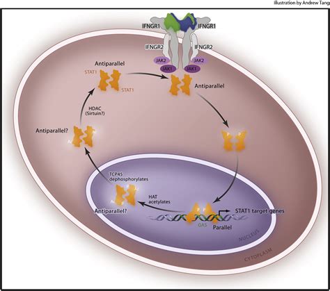 Cross Regulation Of Signaling Pathways By Interferon γ Implications