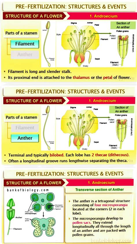 Solution Chapter 2 Sexual Reproduction In Flowering Plants Studypool