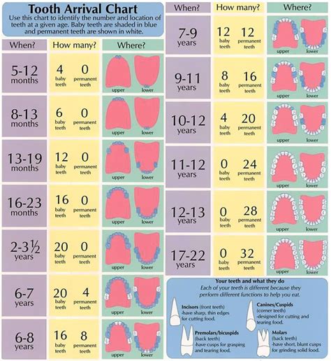 Children Dentist Nyc Tooth Arrival Chart