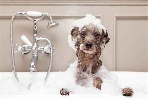 uCon Qué Frecuencia Debes Bañar a Tu Perro Consejos para el Cuidado