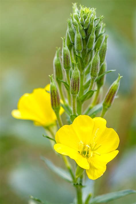 Fragrant Evening Flowers - Okejely Garden Plant