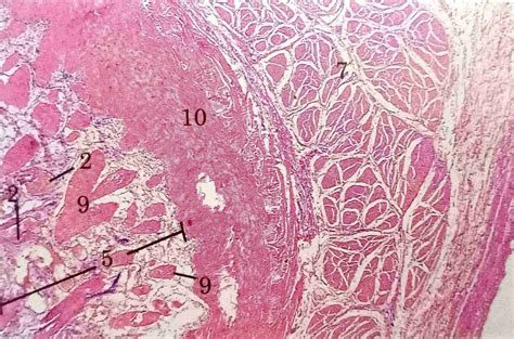 Male Reproductive System Histology Anjani Mishra