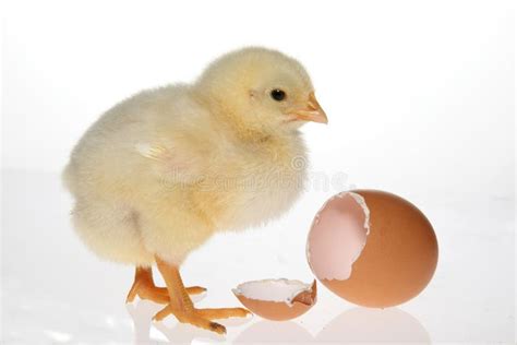 Chicken In Egg Stock Photo Image Of White Hatching 17765192